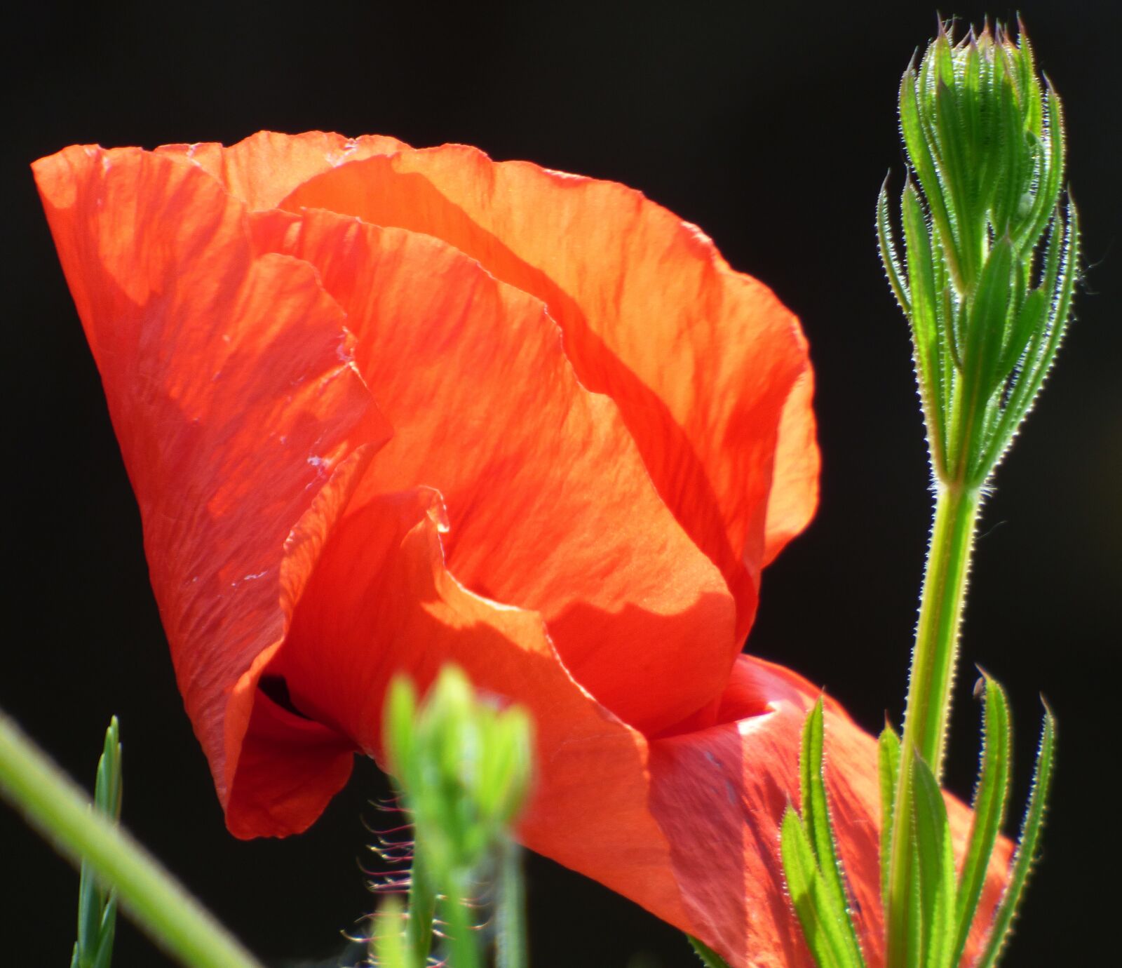Panasonic DMC-FZ72 sample photo. Flower, poppy, fields photography