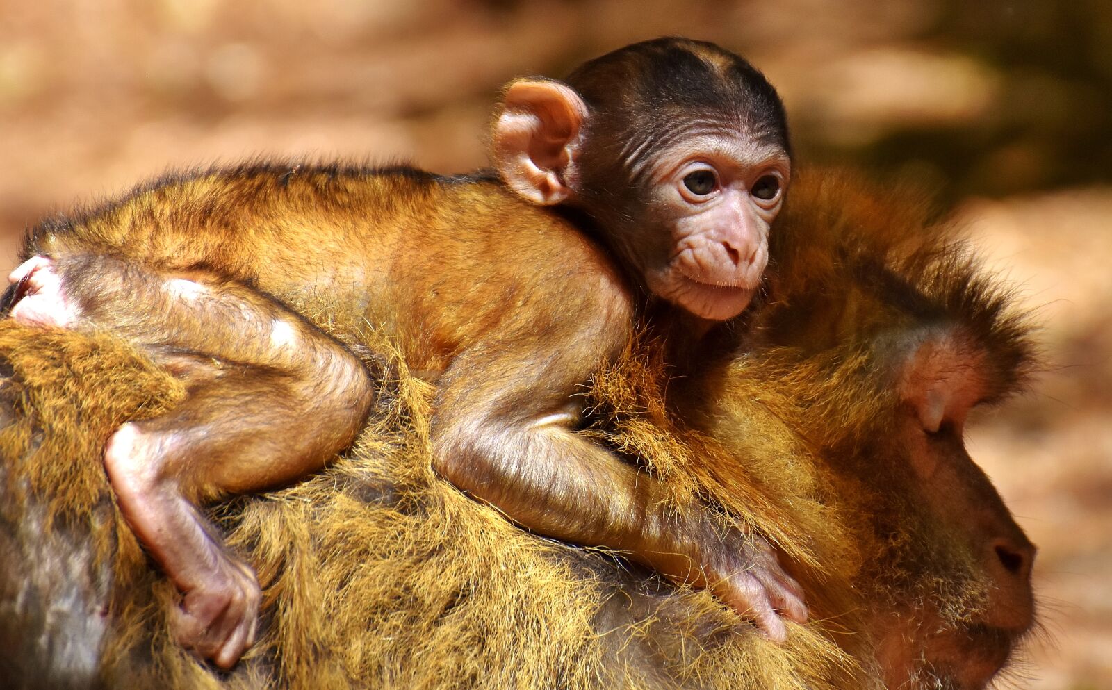 Nikon D7200 sample photo. Ape, baby monkey, barbary photography