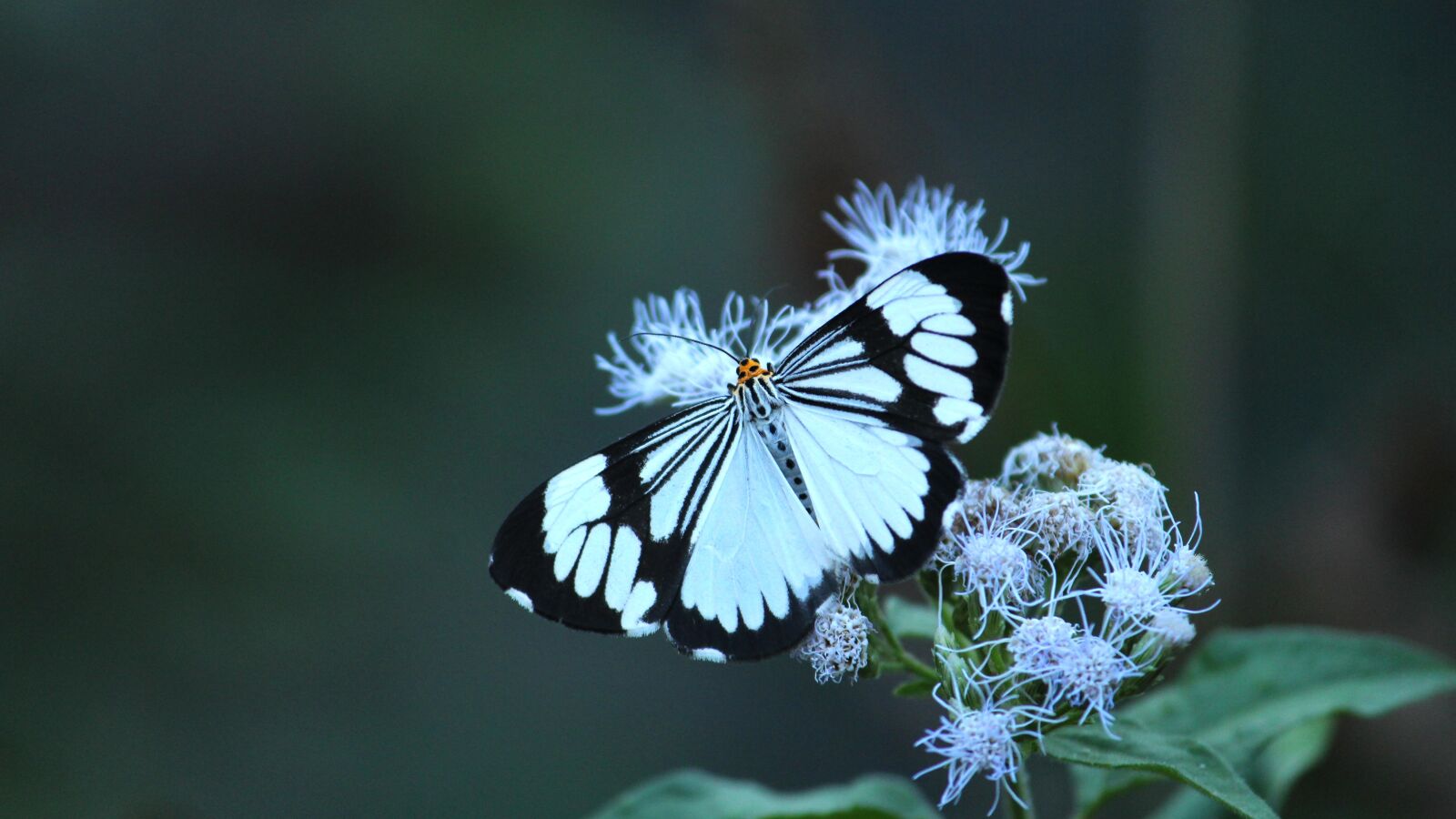 Canon EOS 1300D (EOS Rebel T6 / EOS Kiss X80) sample photo. White tiger moth, moth photography