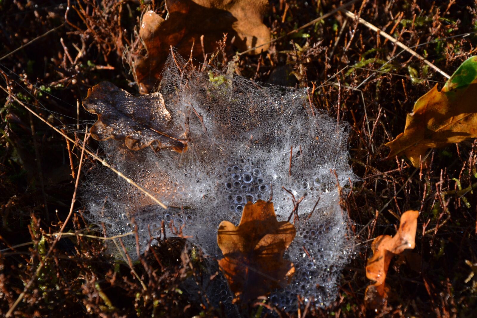 Nikon D3100 sample photo. Canvas, spider, spider web photography