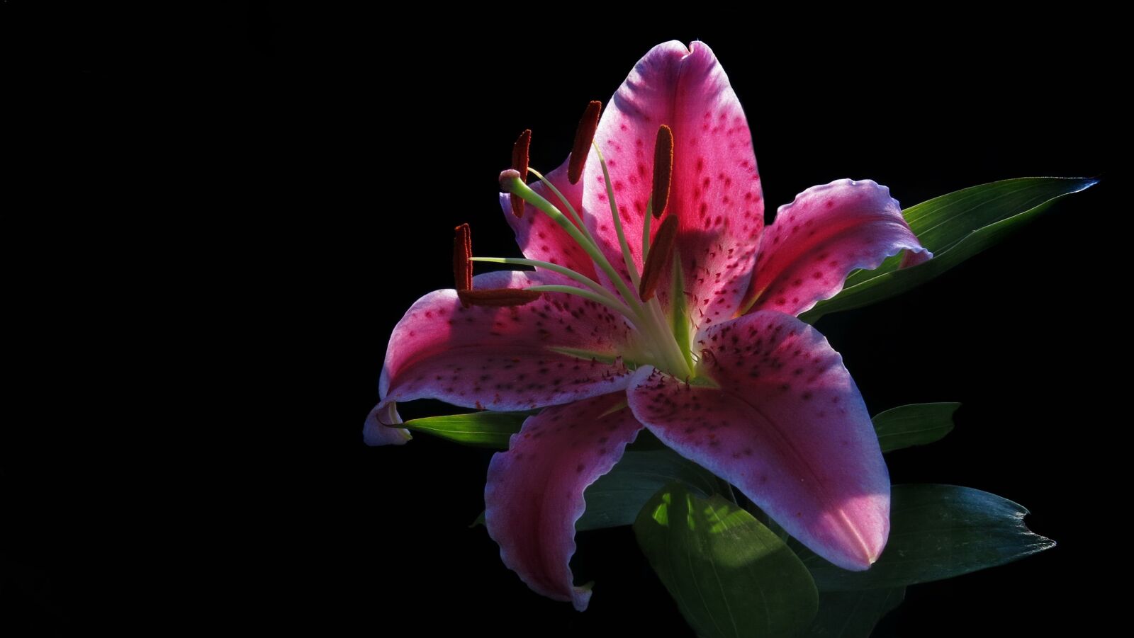 Canon PowerShot G15 sample photo. Nature, plant, red flower photography