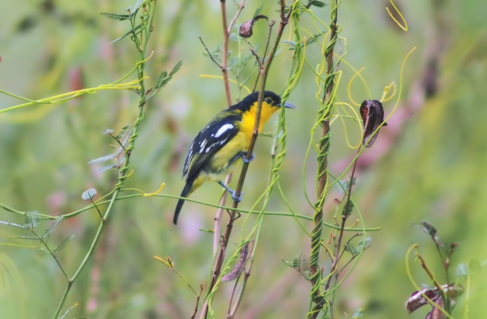Tokina SD 400mm f/5.6 sample photo. Plumage common iora, wild photography