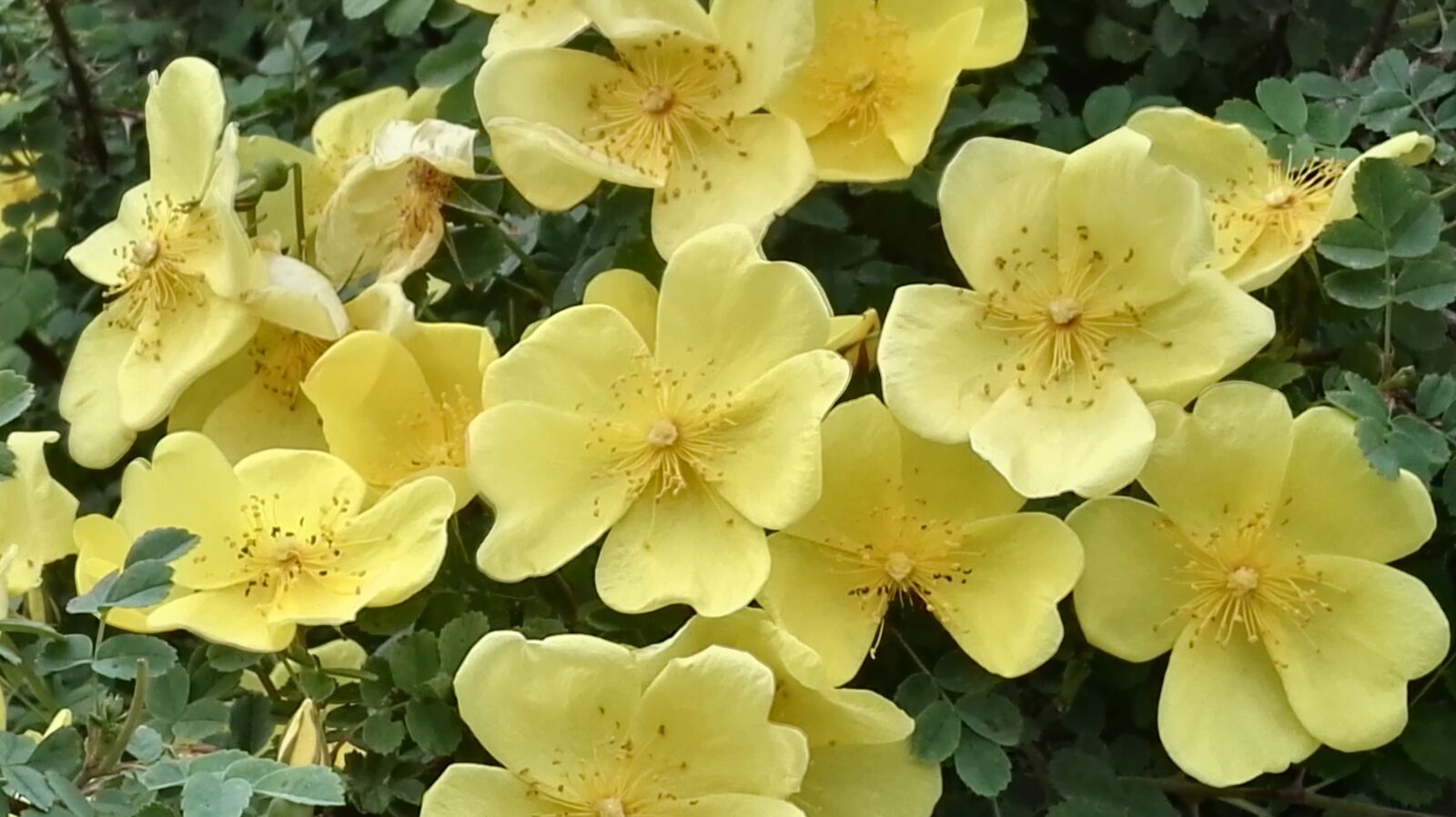 HUAWEI P8 sample photo. Wild rose, cute rose photography
