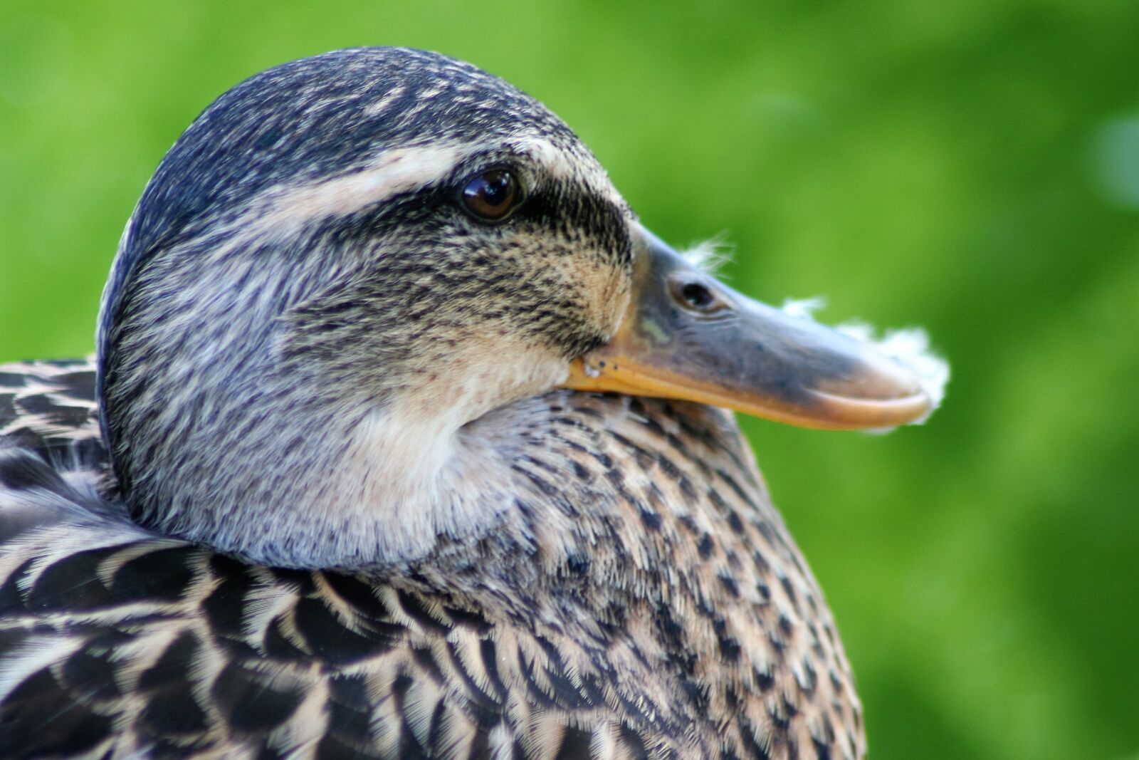 Canon EOS 350D (EOS Digital Rebel XT / EOS Kiss Digital N) sample photo. Duck, bird, pet photography