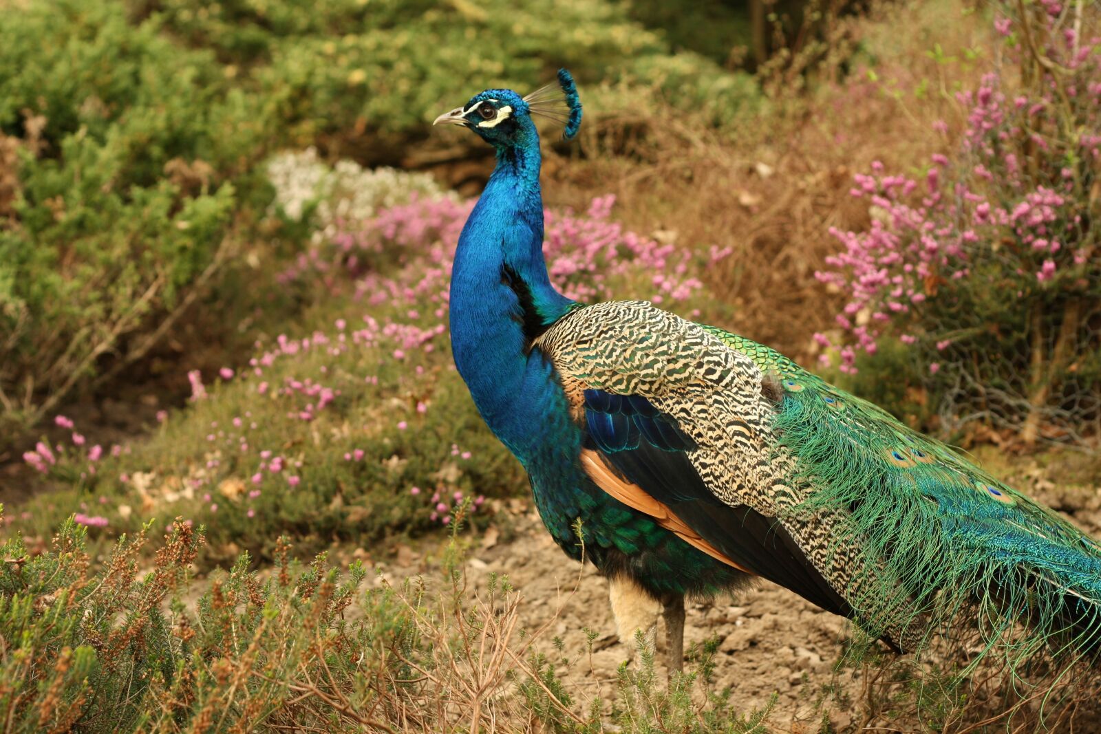 Canon EOS 1000D (EOS Digital Rebel XS / EOS Kiss F) sample photo. Animal, beautiful, bird photography