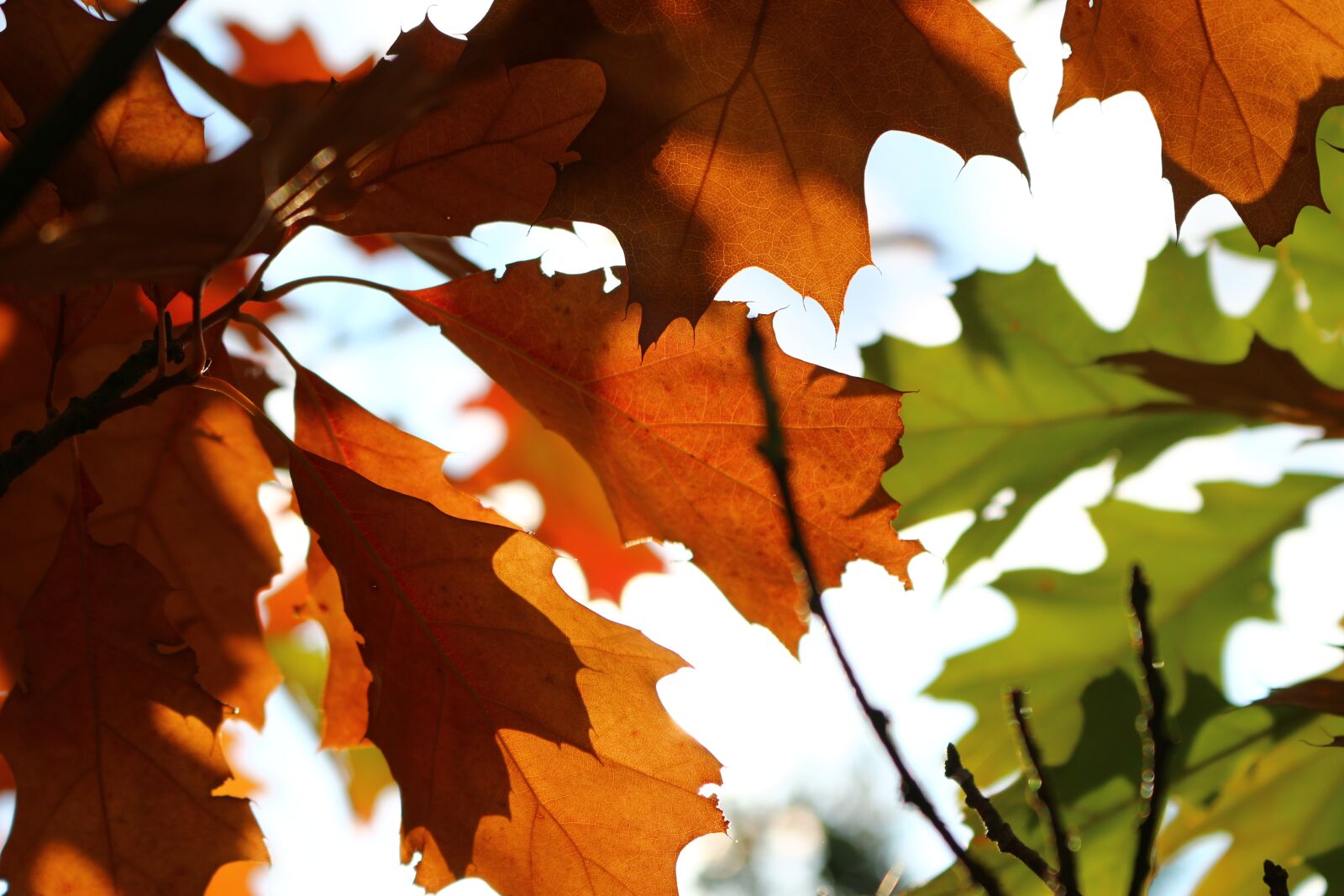 Canon EOS 100D (EOS Rebel SL1 / EOS Kiss X7) sample photo. Autumn, leaves, autumn leaf photography