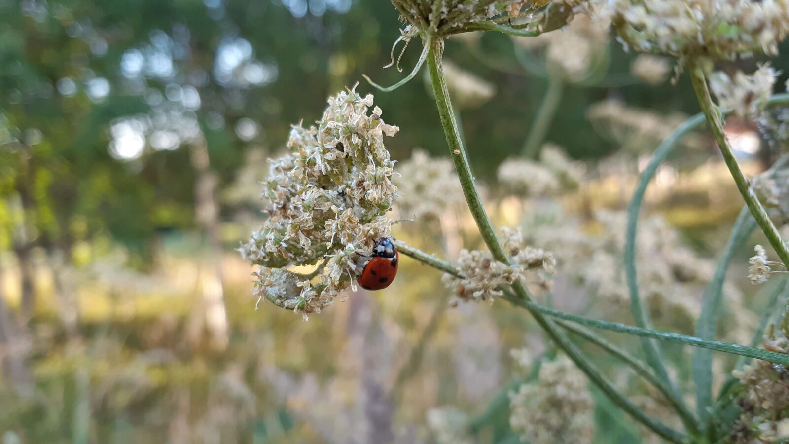 Samsung Galaxy A8(2018) sample photo. Flower, ladybug, insect photography