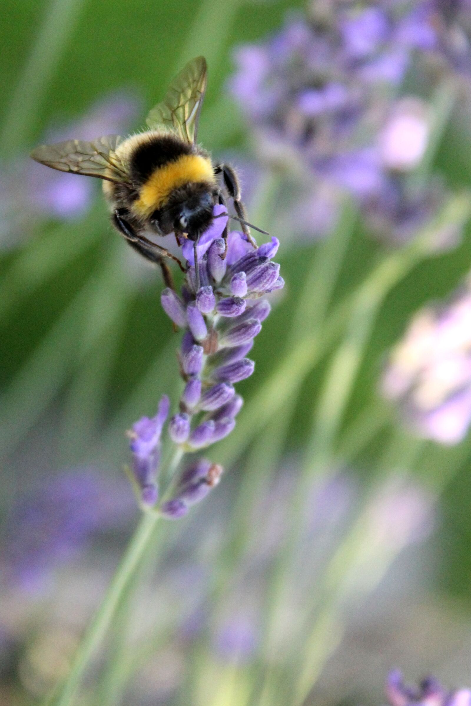 Canon EOS 1100D (EOS Rebel T3 / EOS Kiss X50) sample photo. Nature, flower, hummel photography