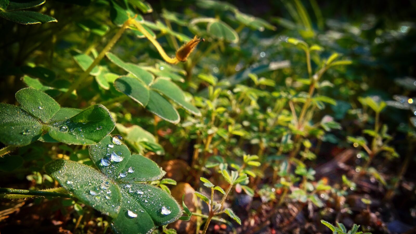 Sony Cyber-shot DSC-HX300 sample photo. Clover, grass, droplets photography