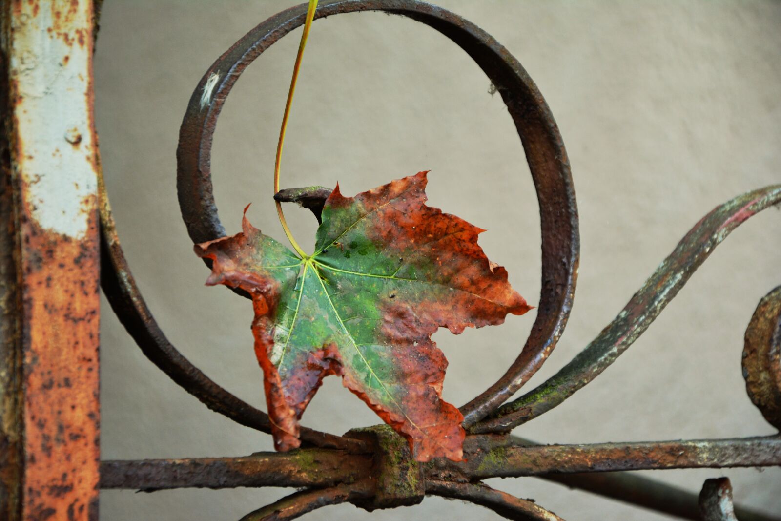 Nikon D5200 sample photo. Autumn leaf, maple leaf photography