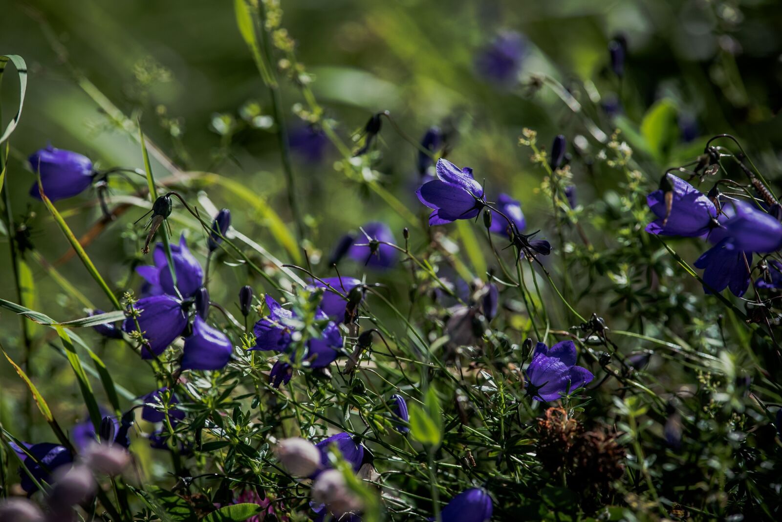 Nikon D750 sample photo. Round leaved bellflower, campanula photography