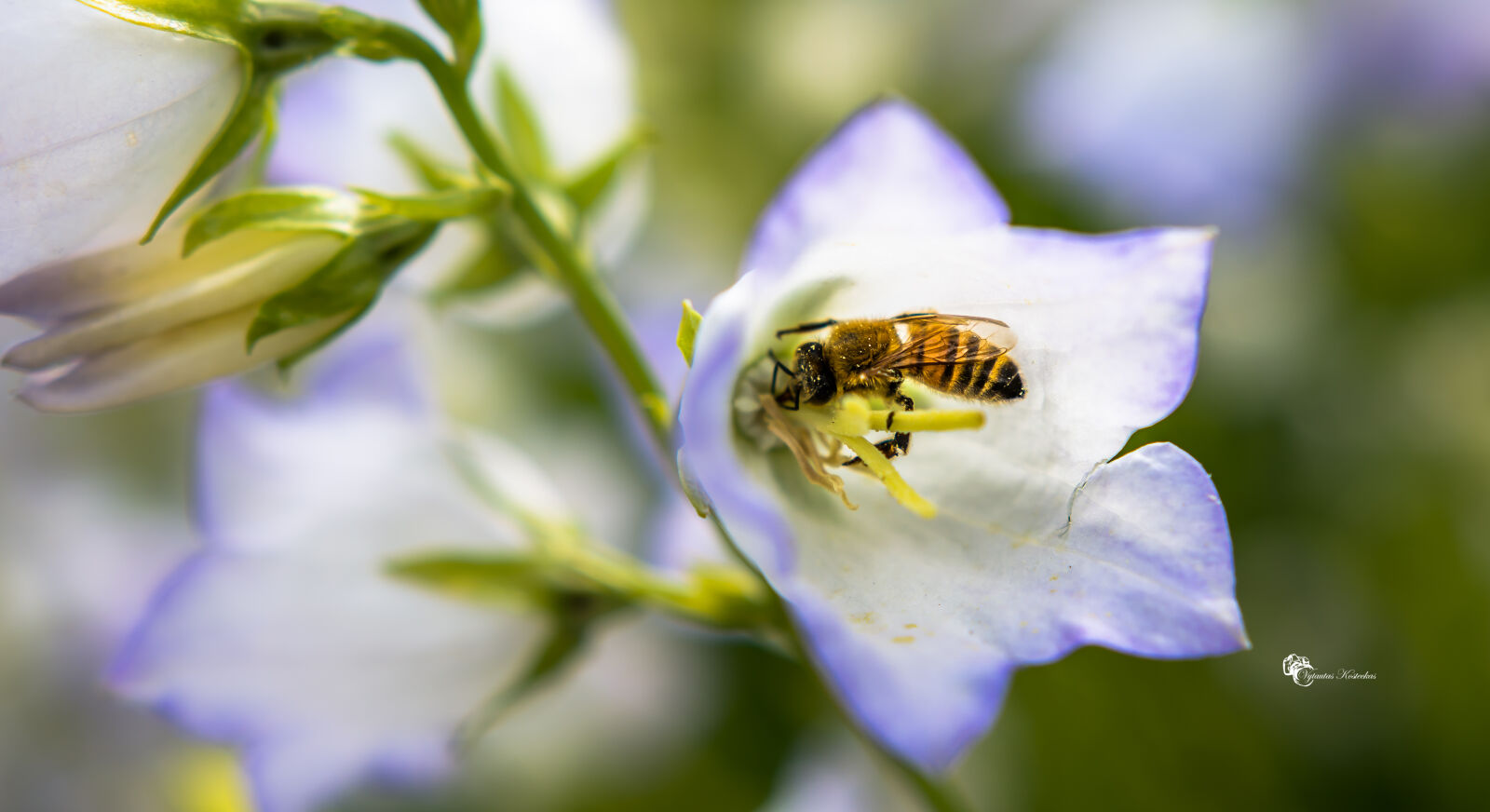 Nikon D7100 + Sigma 18-35mm F1.8 DC HSM Art sample photo. Art, beautiful, flowers, bee photography