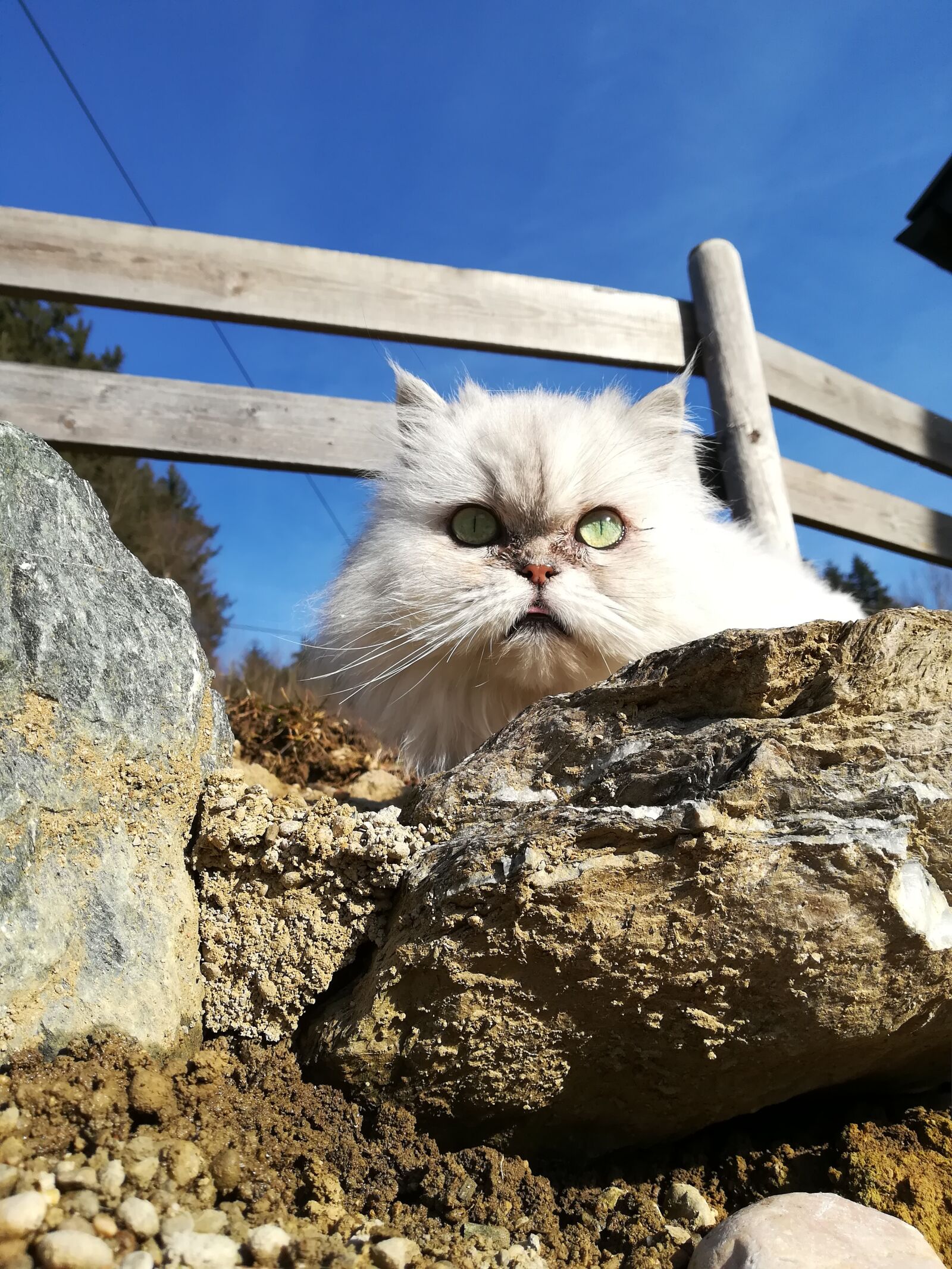 HUAWEI P10 lite sample photo. Nature, animal, cat photography