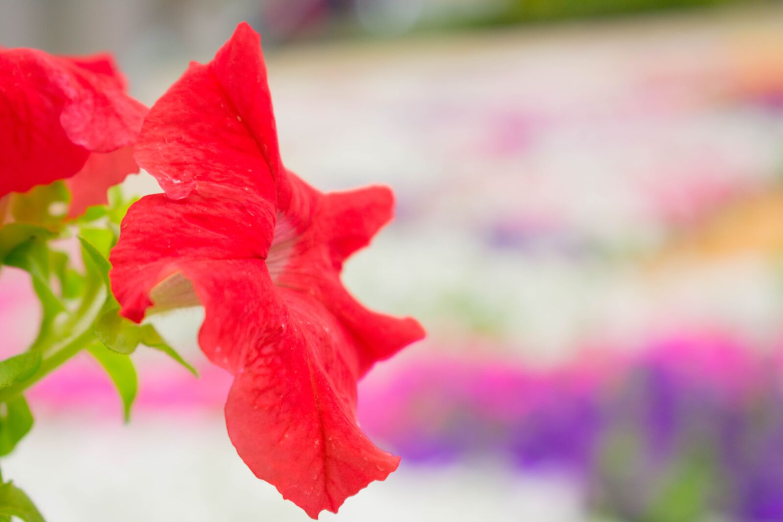 Nikon D3400 sample photo. Flower, nature, medellin photography