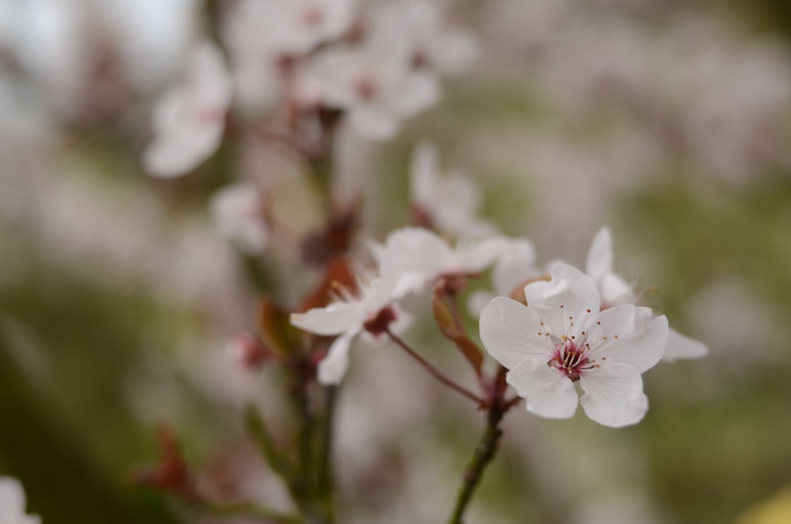 Nikon D5100 sample photo. Cherry, cherries, tree photography