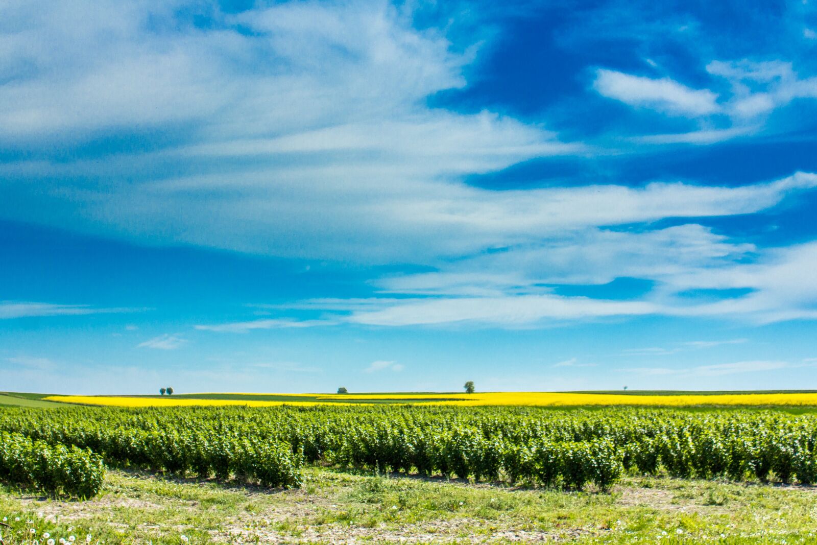 Canon EOS 60D sample photo. Field, tree, village photography