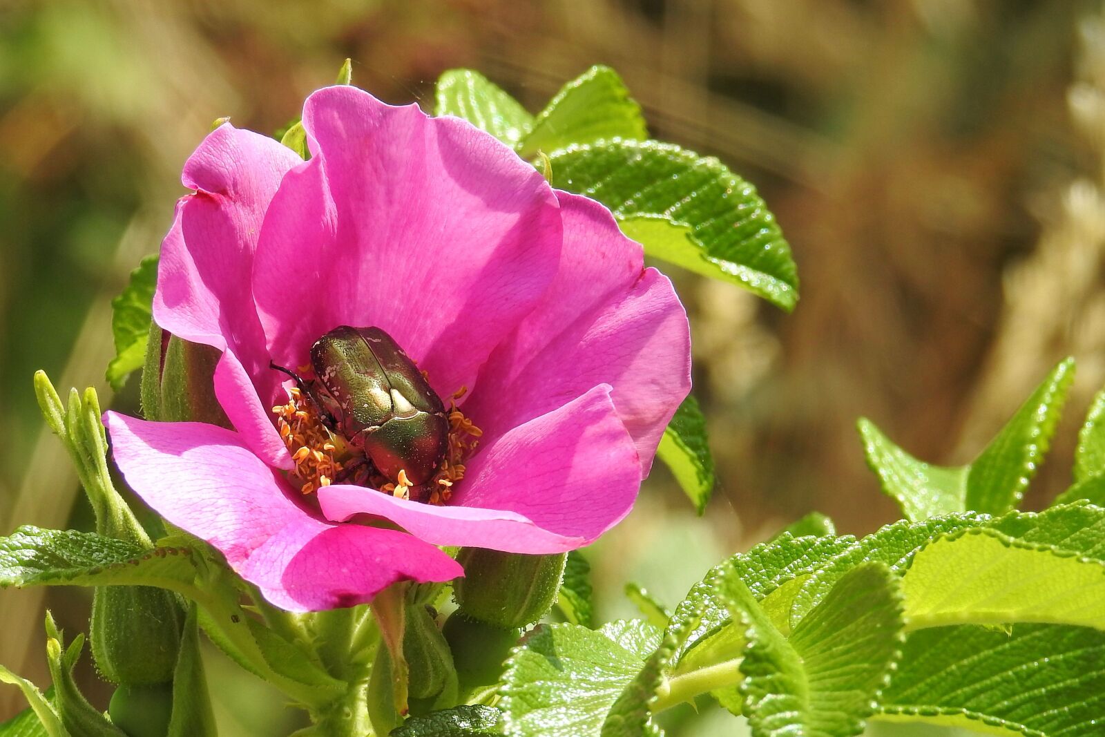 Nikon Coolpix P900 sample photo. Wild rose, pink, blossom photography