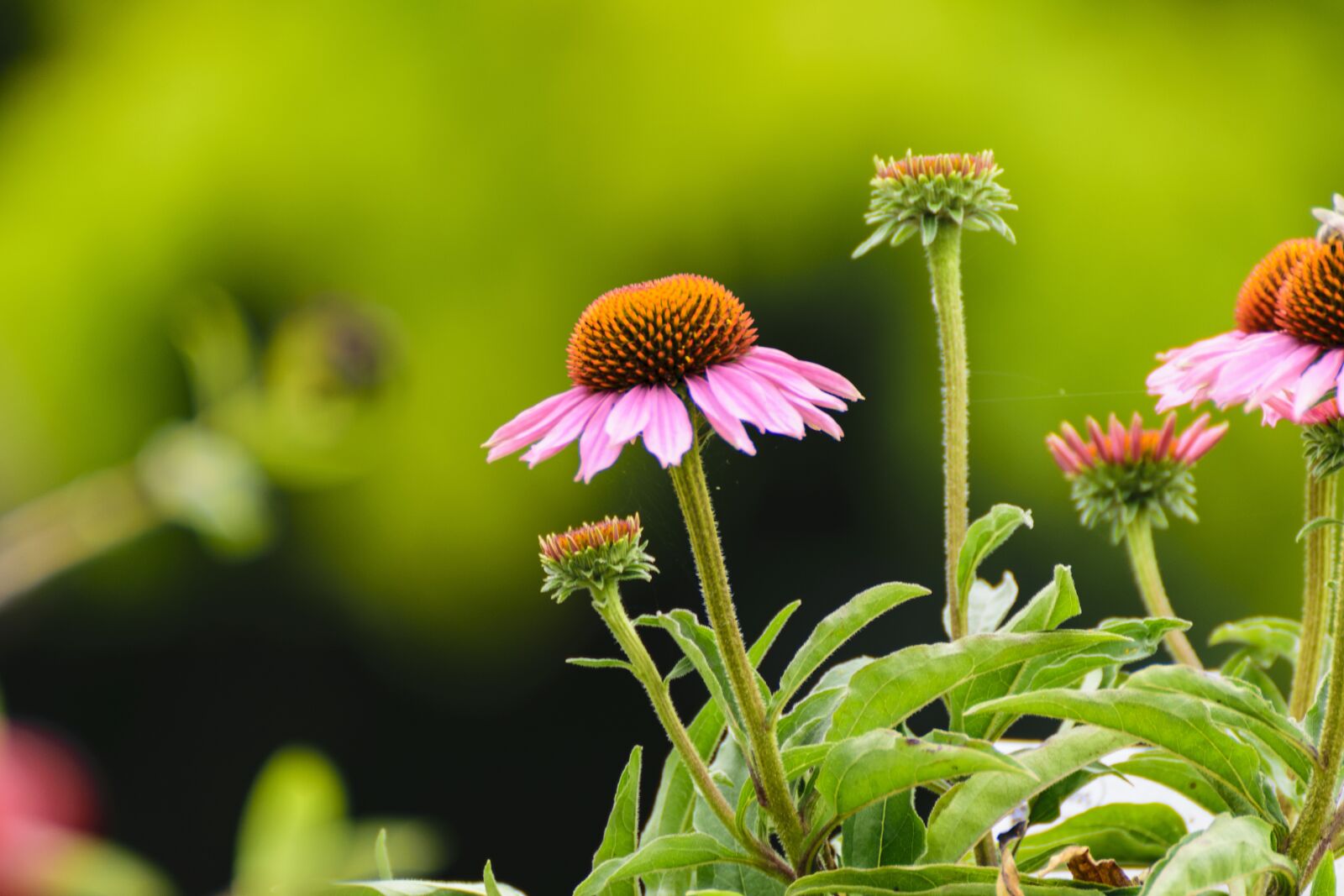 Tamron SP 70-300mm F4-5.6 Di VC USD sample photo. Sun hats, flower, coneflower photography