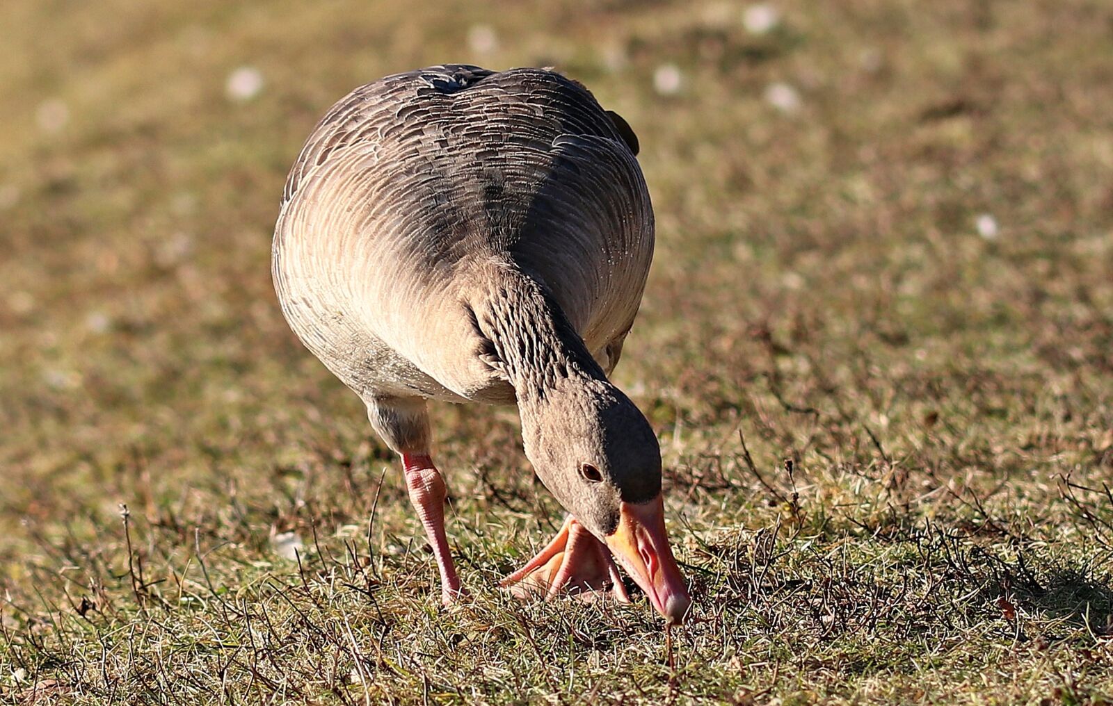 Canon EOS 80D sample photo. Goose, bird, wild goose photography