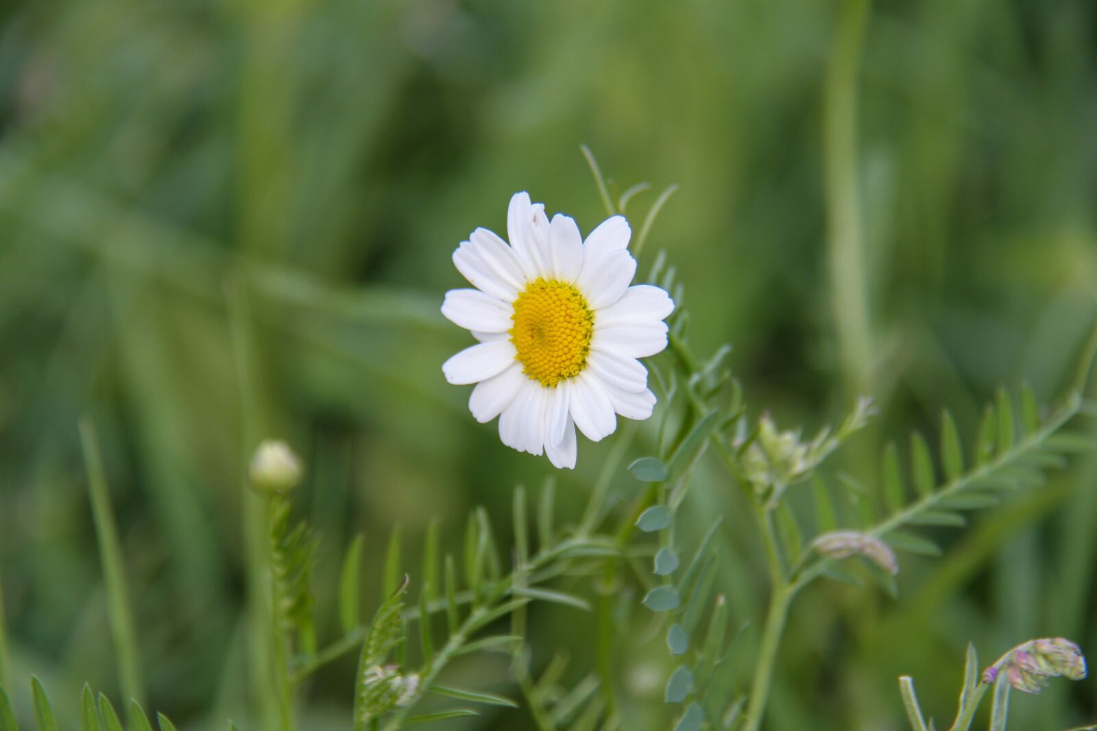 Canon EOS 7D + Canon EF-S 18-200mm F3.5-5.6 IS sample photo. Marguerite, flower, summer photography