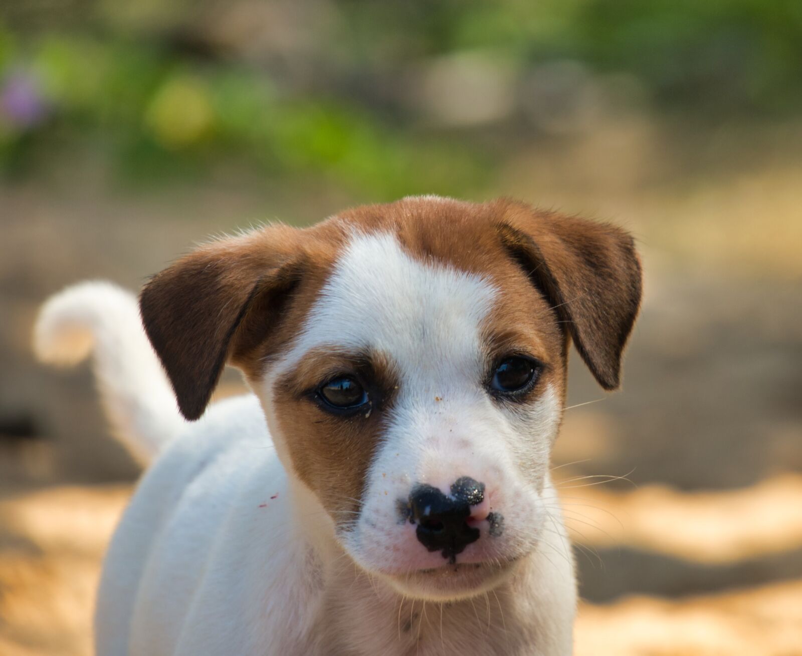 Canon PowerShot G3 X sample photo. Dog puppy, dog, puppy photography