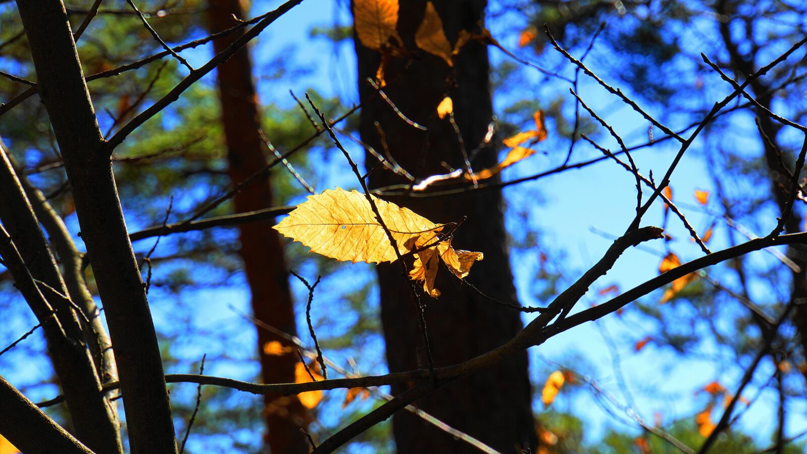 Sony E 18-200mm F3.5-6.3 OSS LE sample photo. Winter, last leaves, forest photography