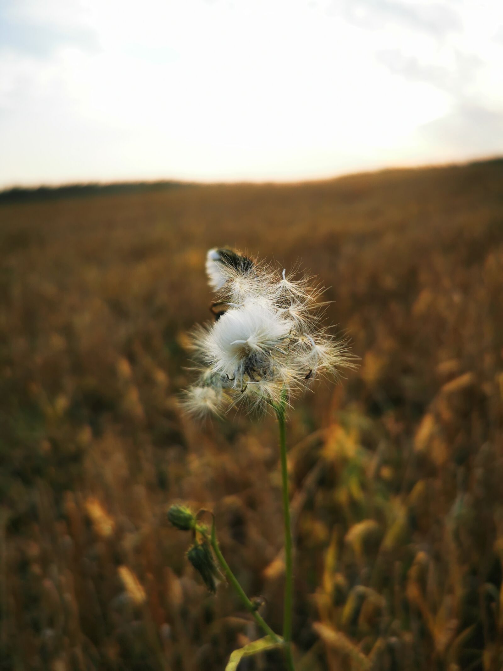 HUAWEI VOG-L29 sample photo. Dandelions, fields, flowers photography
