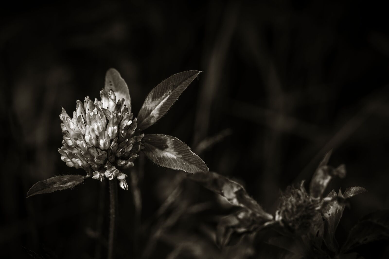 Canon EF 100mm F2.8L Macro IS USM sample photo. Clover, plant, nature photography