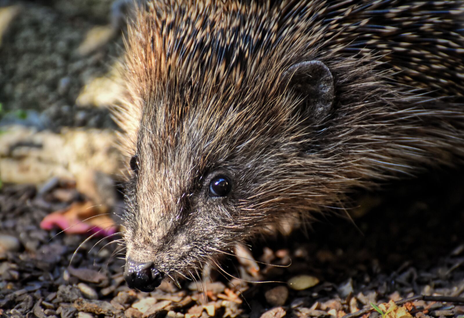 Nikon D7200 sample photo. Hedgehog, animal, spur photography