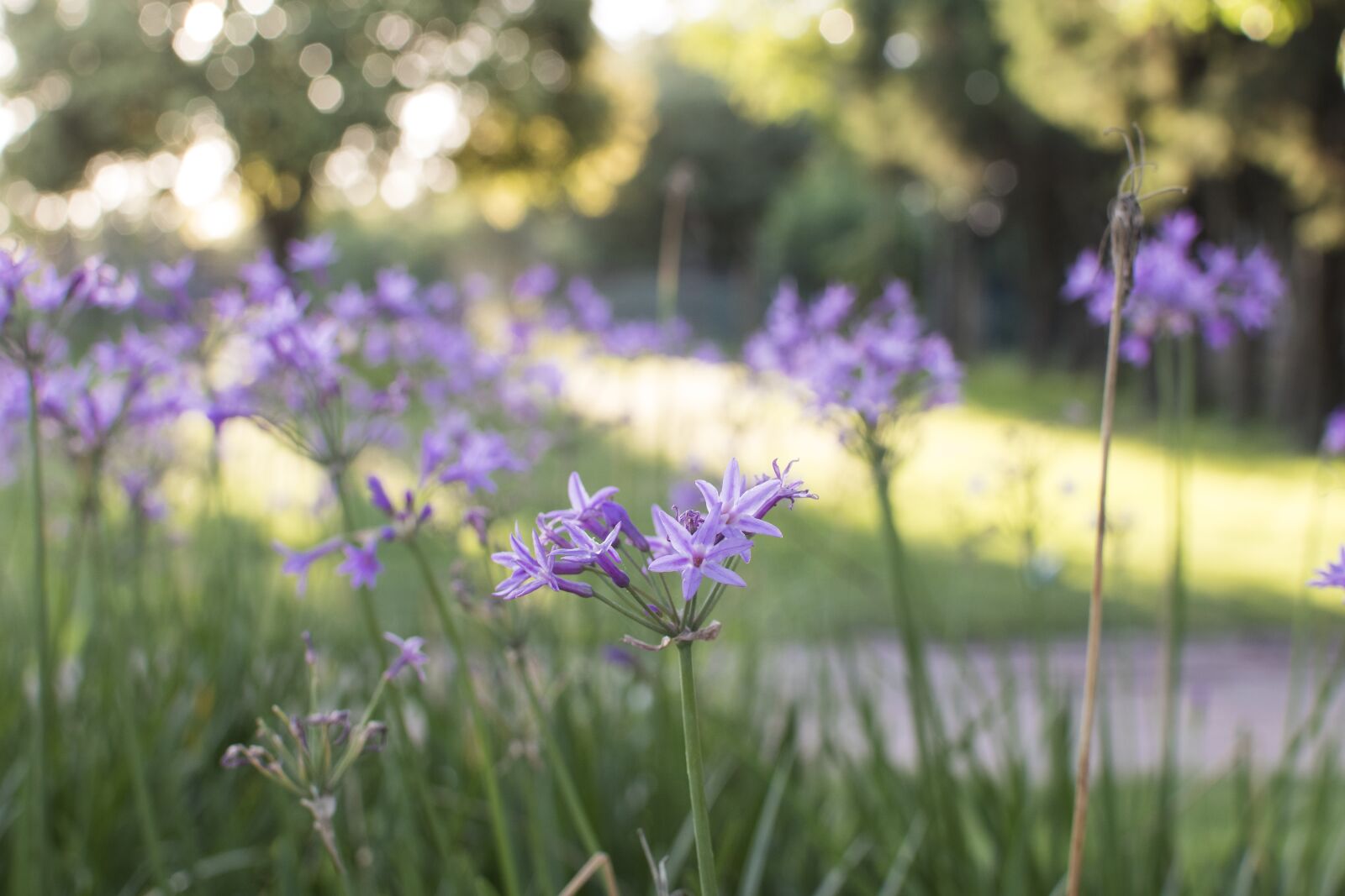 Nikon D5500 sample photo. Violet, garden, nature photography