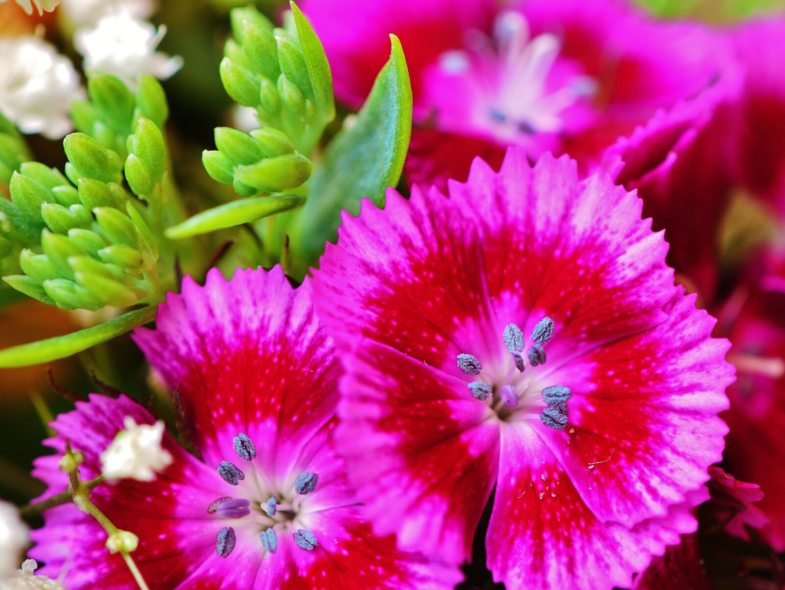 Nikon D3200 sample photo. Flowers, summer, pink photography