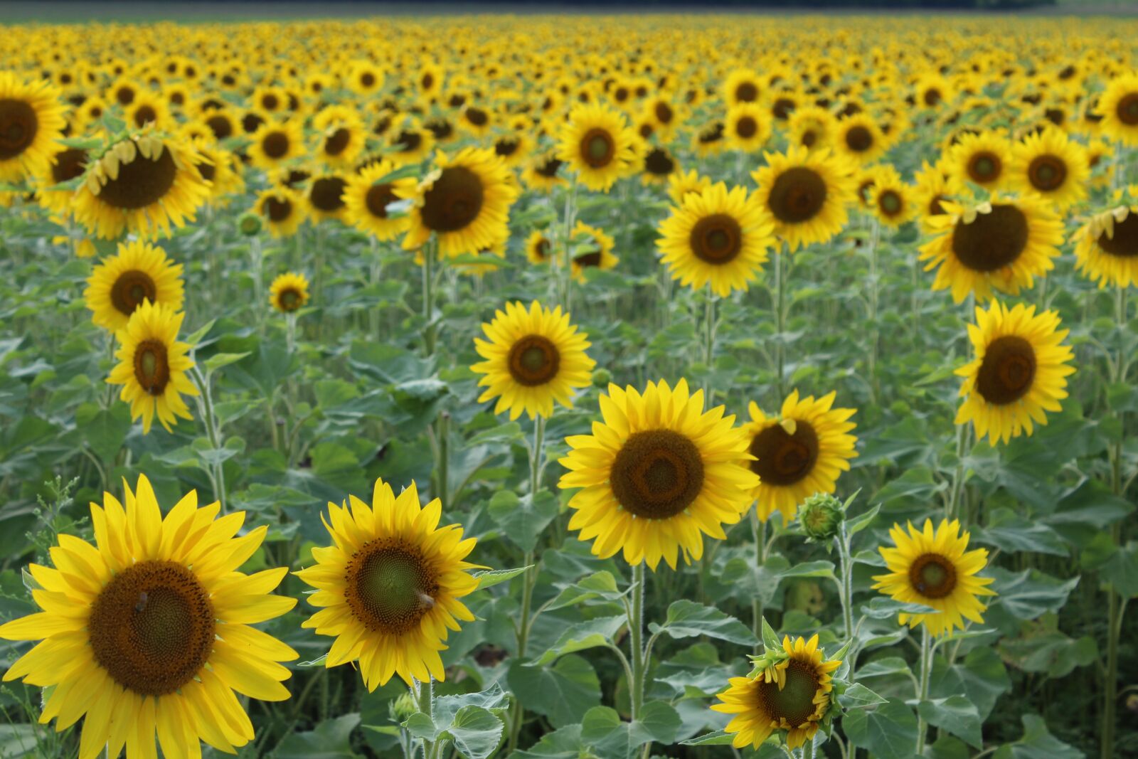 Canon EOS 1200D (EOS Rebel T5 / EOS Kiss X70 / EOS Hi) sample photo. Sunflowers, sunflower field, yellow photography