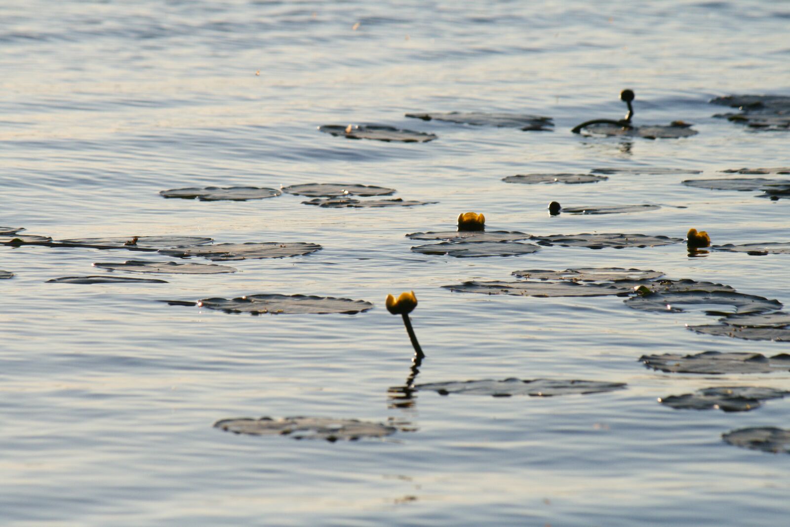 Canon EOS 400D (EOS Digital Rebel XTi / EOS Kiss Digital X) sample photo. Lake, water, finnish photography