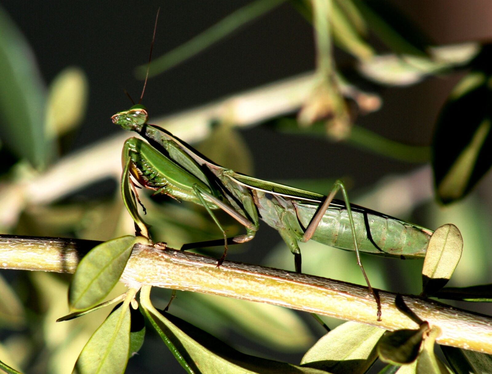 Canon EOS 1000D (EOS Digital Rebel XS / EOS Kiss F) sample photo. Insect, mantis, mantis religiosa photography
