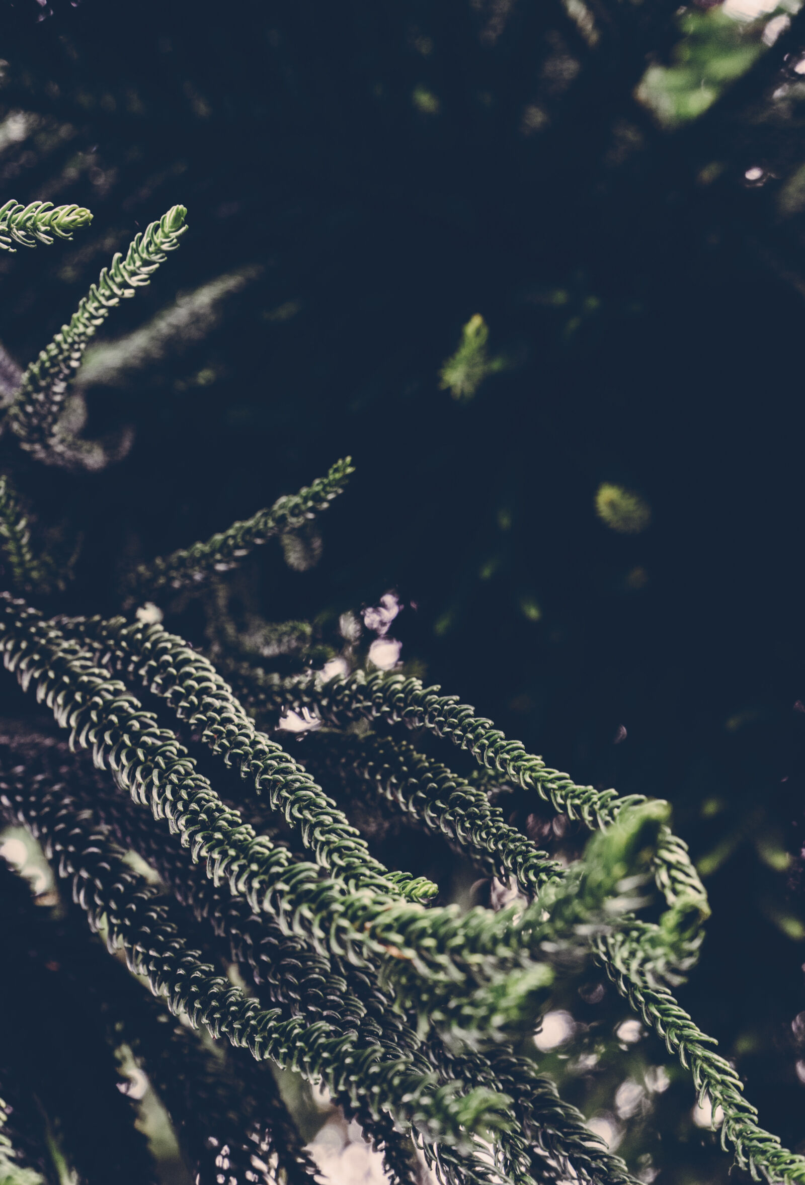 Sony a7 II + Sony FE 28-70mm F3.5-5.6 OSS sample photo. Botanical, botany, garden, greenery photography