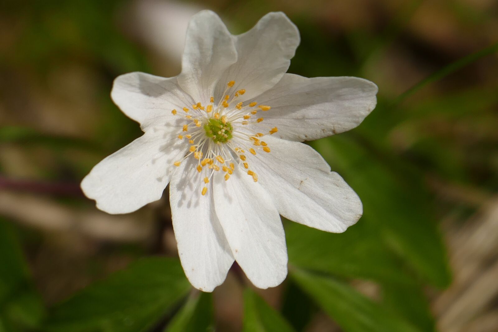 Panasonic Lumix DMC-FZ1000 sample photo. Wood anemone, blossom, bloom photography