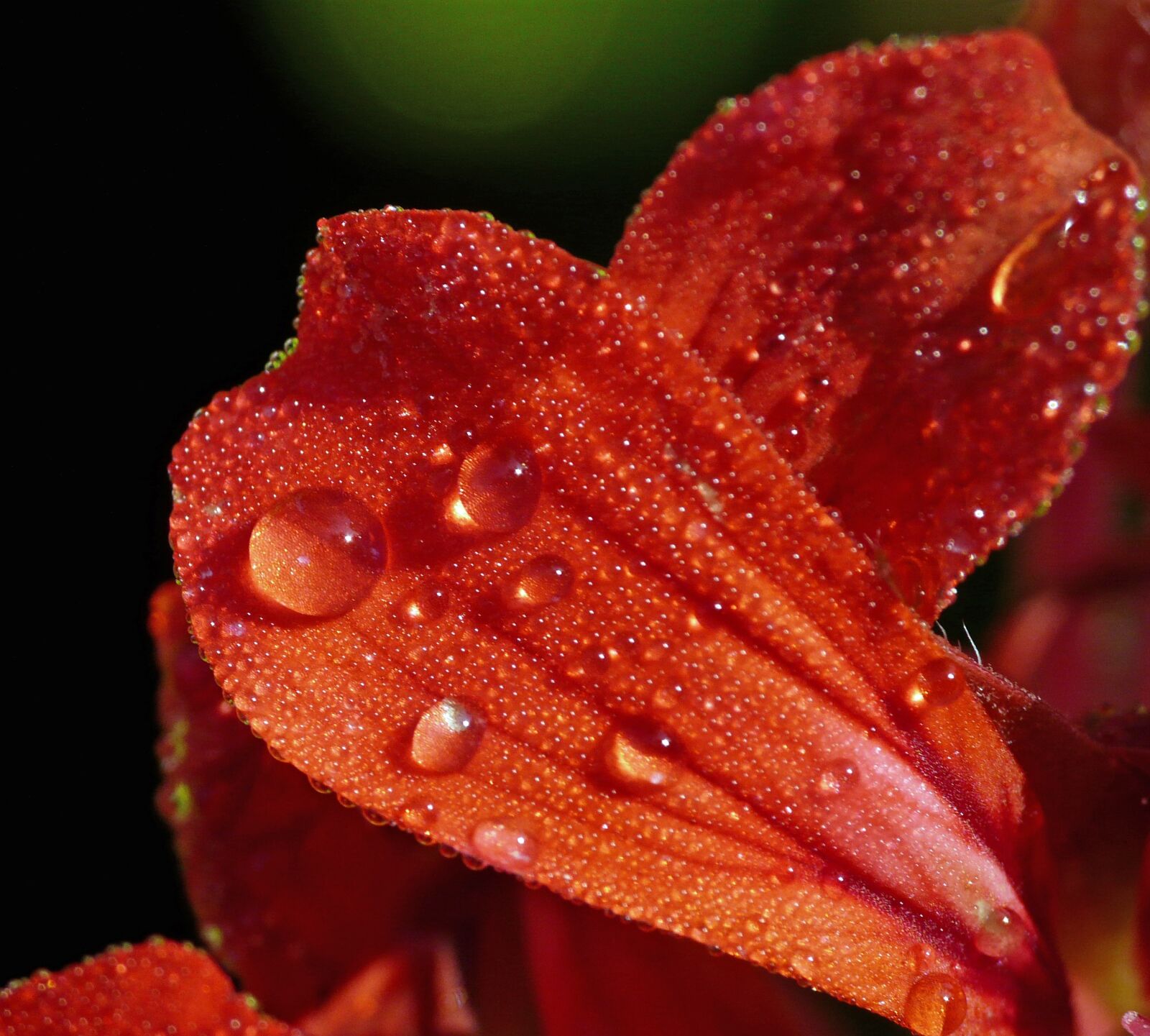 Panasonic DMC-FZ18 sample photo. Macro, flower, close up photography