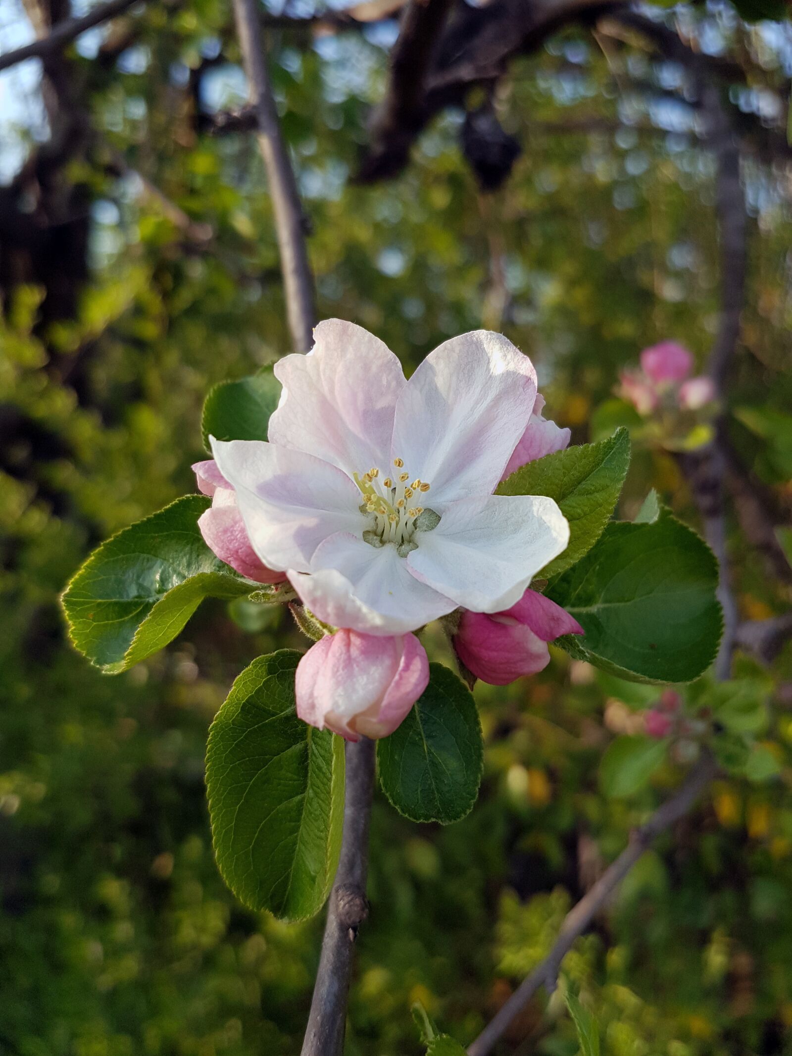 Samsung Galaxy S7 sample photo. Apple blossom, blooming, flower photography
