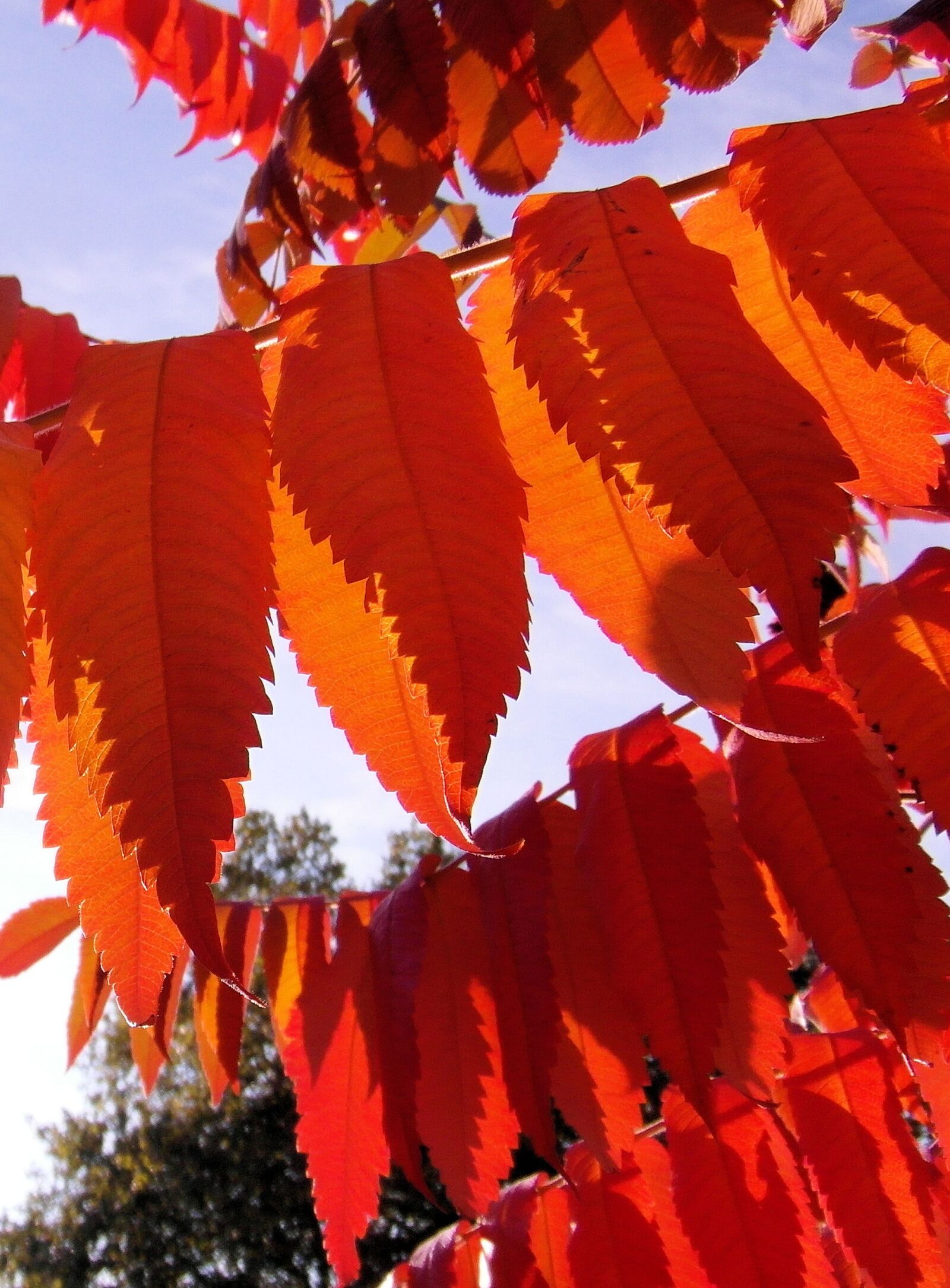 Samsung WB750 sample photo. Rhus, colorful, autumn photography