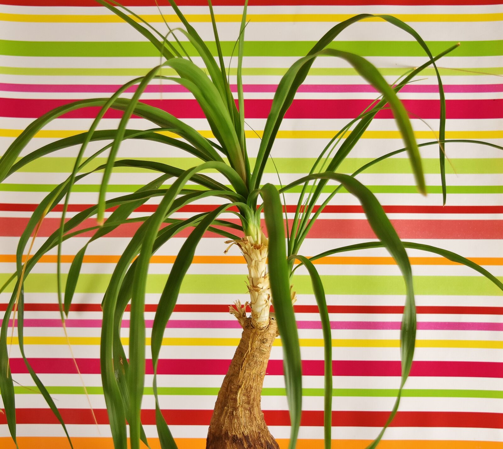 Nikon D7200 sample photo. Ponytail plant, beaucarnea guatemalensis photography