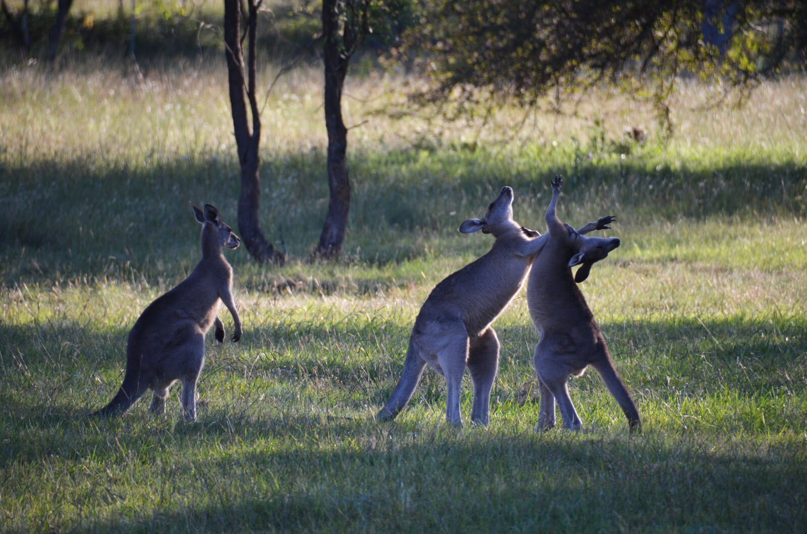 Nikon D7000 sample photo. Australia, kangaroos, fighting photography