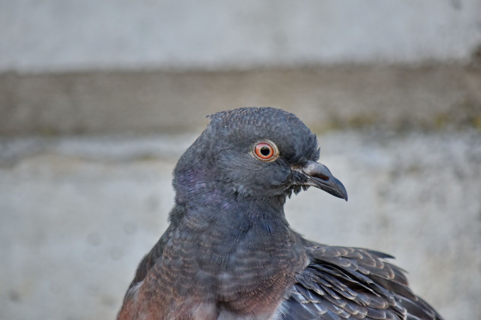 Nikon D5500 sample photo. Head, pigeon, side view photography