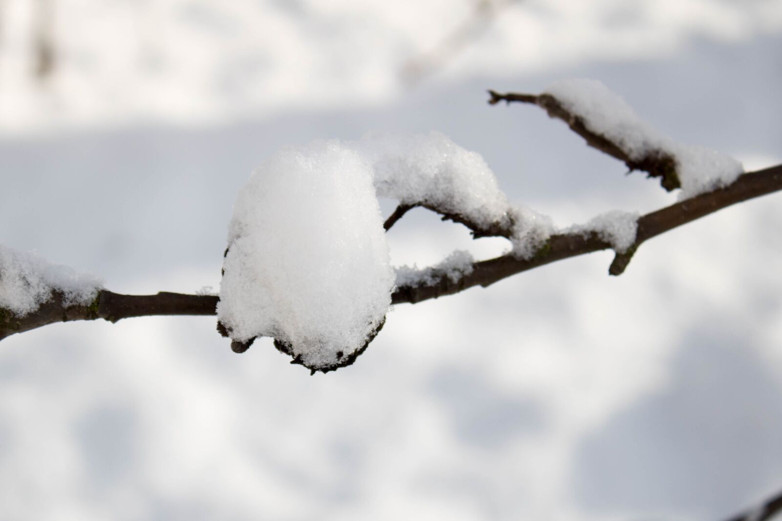Canon EOS 1300D (EOS Rebel T6 / EOS Kiss X80) sample photo. Winter, snow, frost photography