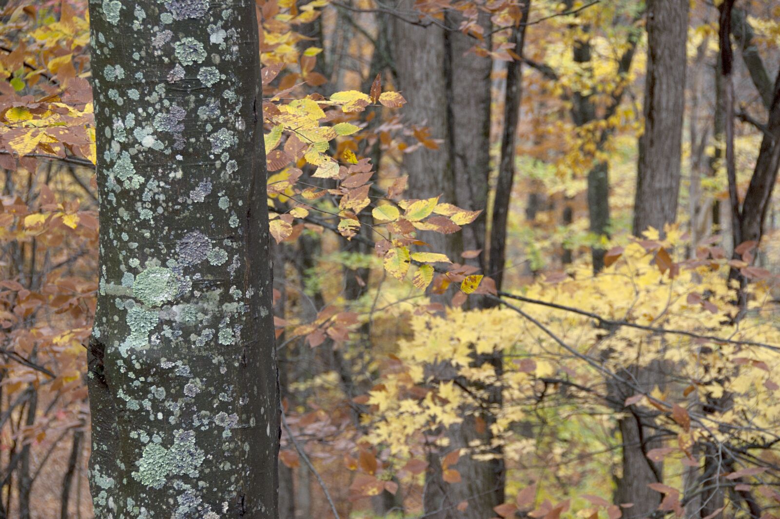 Nikon D70s sample photo. Fall, forest, seasonal photography