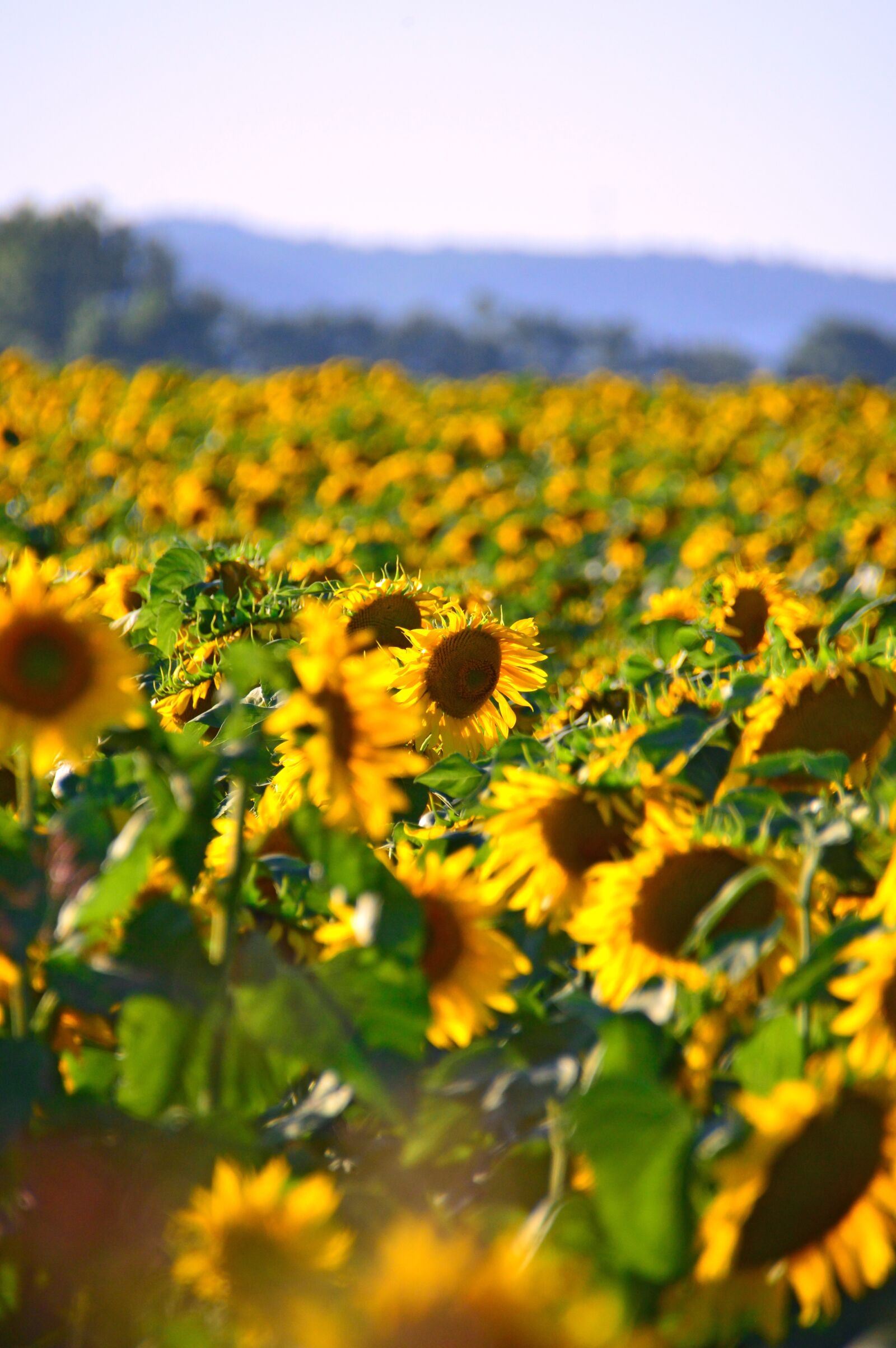 Nikon D3200 sample photo. Sunflower, yellow, yellow petals photography