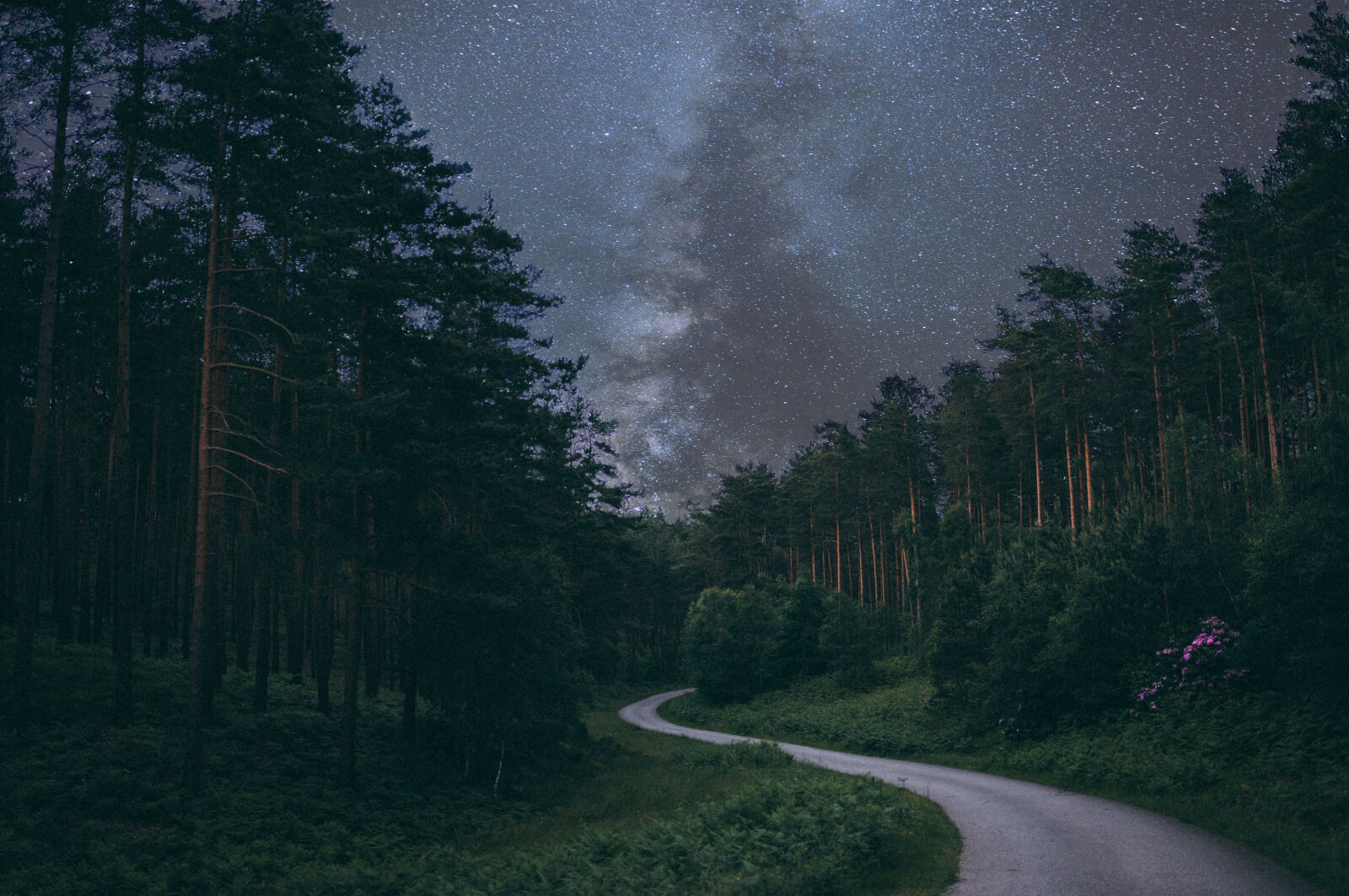 Canon EOS 6D + Sigma 35mm F1.4 DG HSM Art sample photo. Forest, galaxy, pine, pine photography