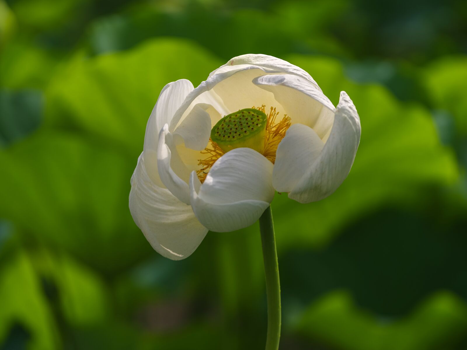 Pentax 645Z sample photo. Nature, summer, flowers photography