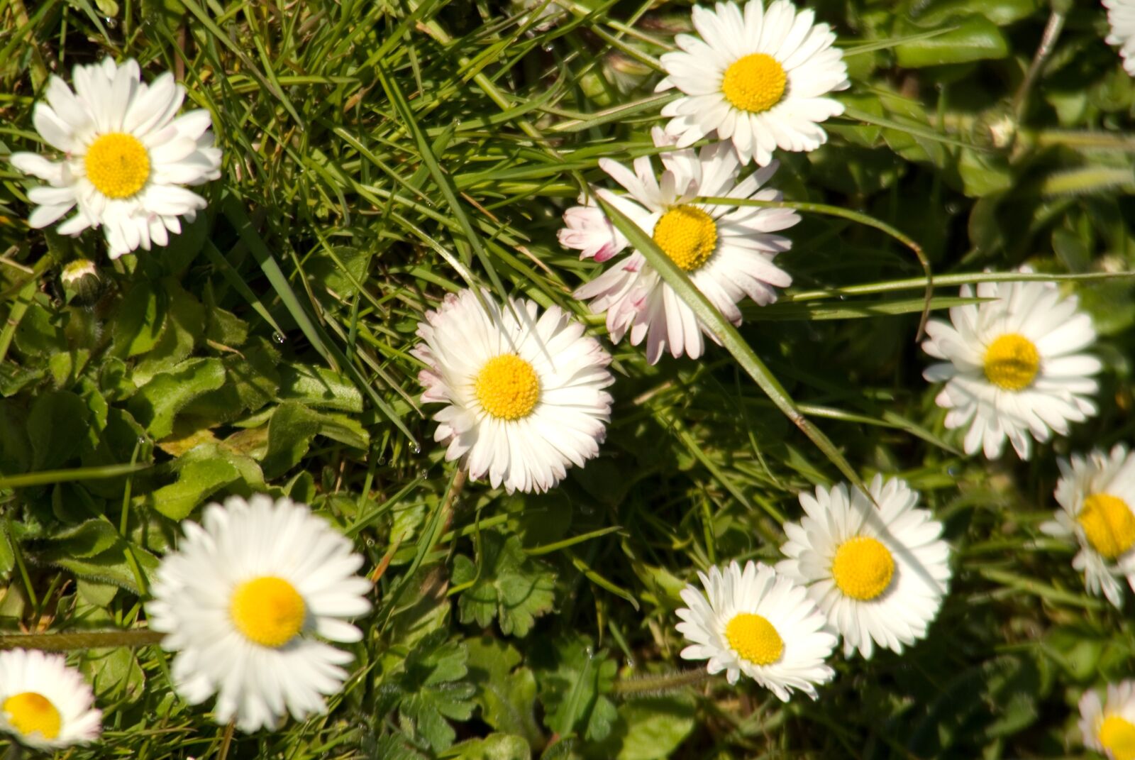 Sony Alpha DSLR-A100 sample photo. Daisy, in the, grass photography