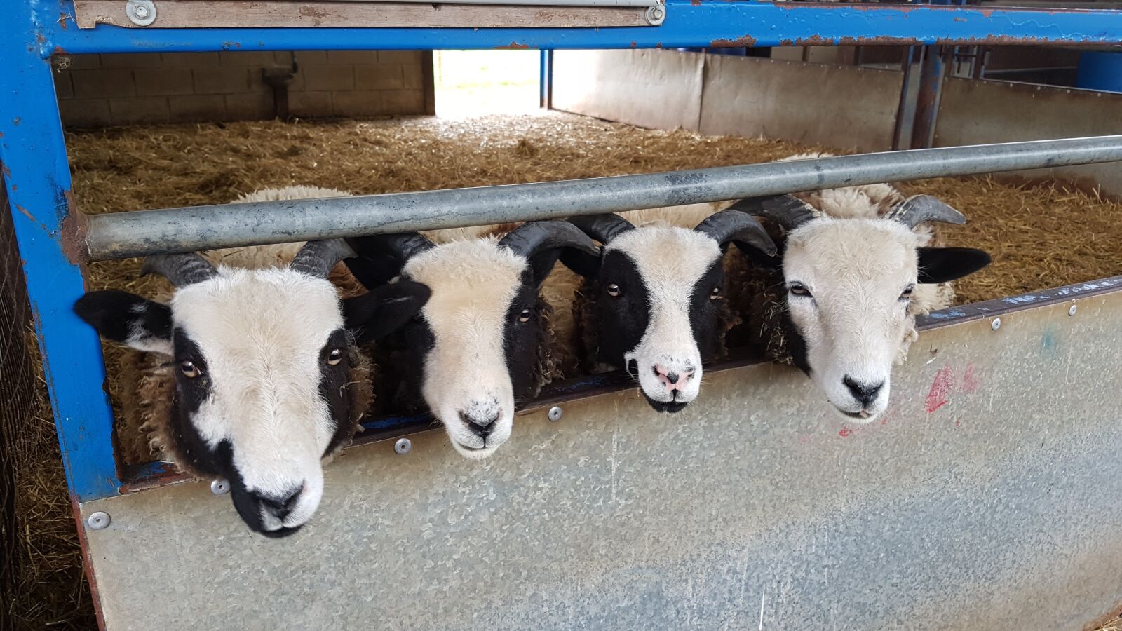 Samsung Galaxy S7 sample photo. Sheep, animals, farm photography