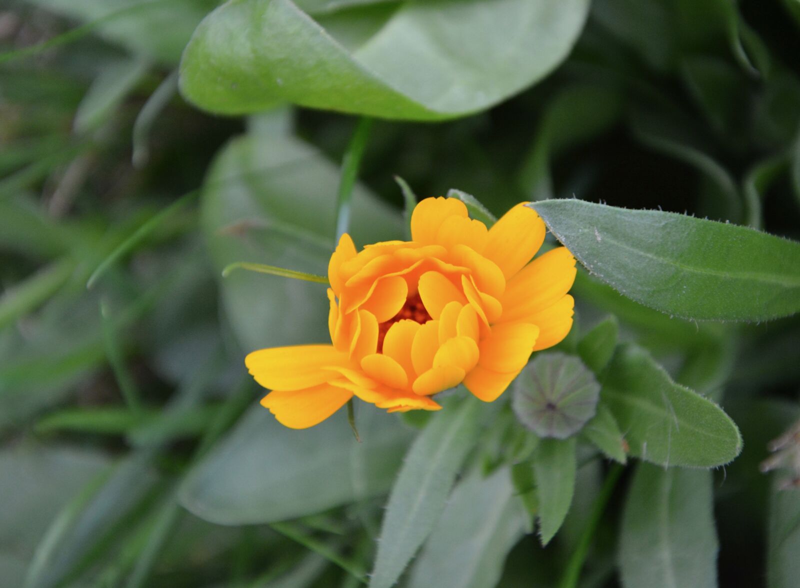 Nikon D5200 sample photo. Flower, petals orange color photography